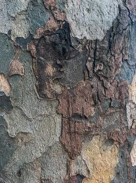 Tree bark, structure Fotos Stock