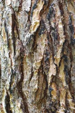 Tree bark structure. Tree bark, background. Forest trunk pattern. Stock Photos