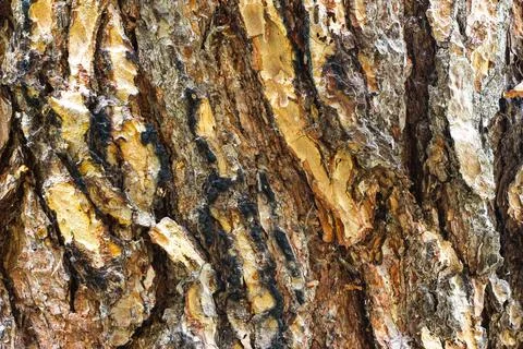 Tree bark structure. Tree bark, background. Forest trunk pattern. Stock Photos