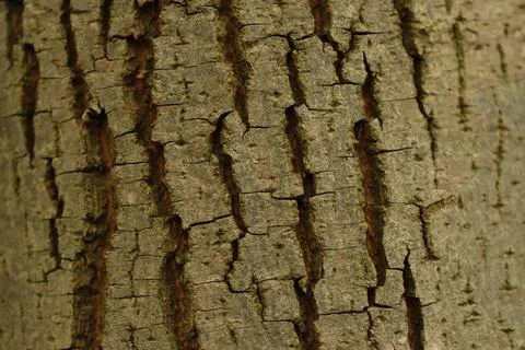 Tree bark, structure of a tree bark, pattern of a tree, wooden pattern Stock Photos