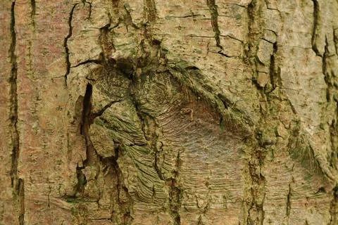 Tree bark, structure of a tree bark, lignified bark, pattern of a tree Stock Photos