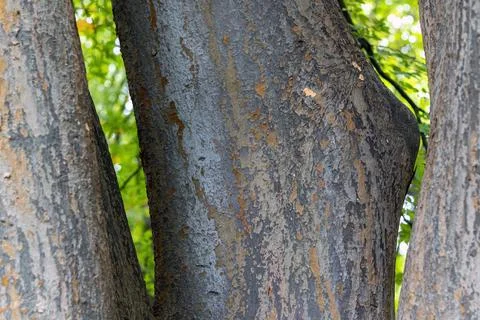 Tree Bark with Subtle Peeling Patterns Stockfoto's