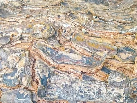 Tree bark is suitable for background Stock Photos