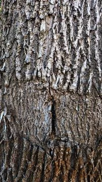 A tree bark is suitable for the background. Stock Photos
