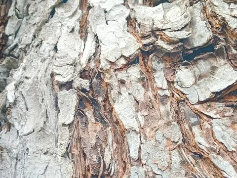 Tree bark is suitable for background texture Stock Photos