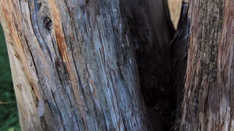 Tree bark summer extreme close up Stock Footage 91622851