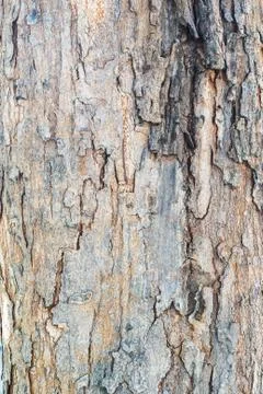 Tree bark in sunlight Stock Photos