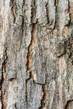 Tree bark in sunlight Stock Photos