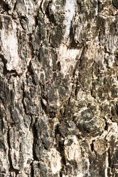 Tree bark in sunlight Stock Photos