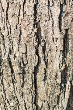 Tree bark in sunlight Stock Photos