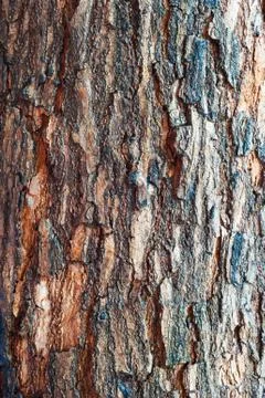 Tree bark in sunlight Stock Photos