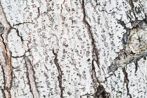 Tree bark in sunlight Stock Photos