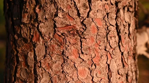 Tree bark in sunlight. Pine bark. Stock Footage 249226250