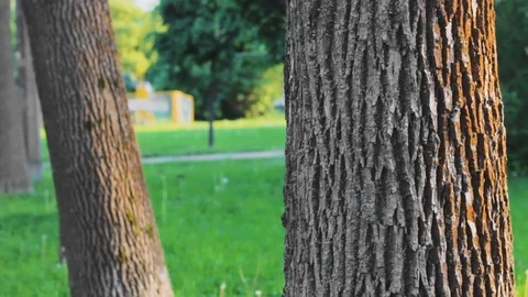 Tree bark sunset  landscape closeup 스톡 동영상 109604127