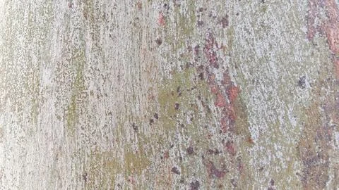 Tree Bark Surface with Distinctive Color Patterns Fotos Stock