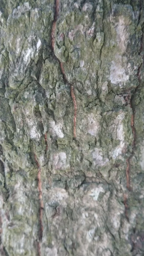 Tree bark surface growing outdoors close up shot Stock Footage 345238427