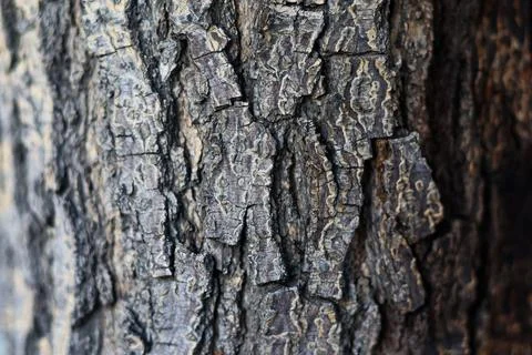 Tree bark surface with irregular, cracked plates and layered texture. Stock Photos