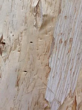 Tree bark surface with peeling layers and grooves Foto stock