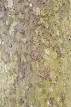 Tree bark of a Sycamore tree. Stock Photos
