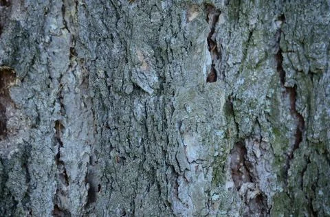 Tree Bark Texture 1 Foto stock