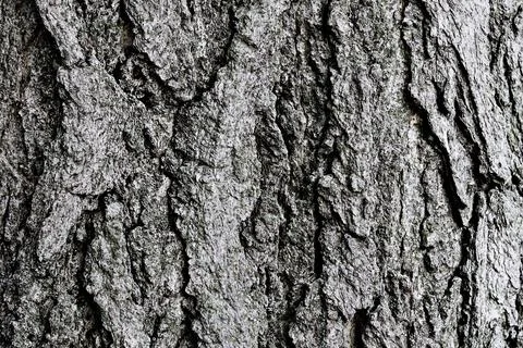 Tree bark texture. Abstract natural background. Stock Photos