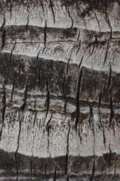 Tree bark texture adn background. Stock Photos