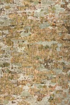 Tree bark texture and background surface Stock Photos