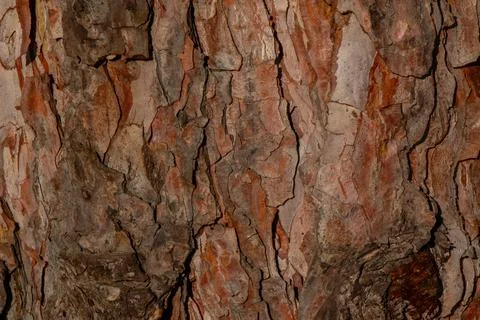 Tree bark texture and background, nature concept Stock Photos