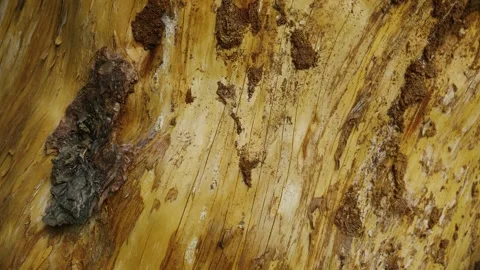 Tree Bark Texture And Decay, This footage is editorial content Vidéo 335221535