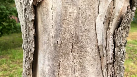 Tree bark texture background close up, natural wood surface and organic material Stock Footage 334834874