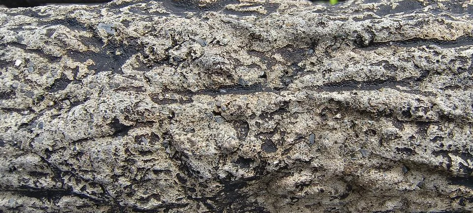Tree bark texture background. Close up of a tree bark texture. Stock Photos