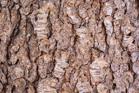 Tree Bark Texture Background Close Up Stock Photos