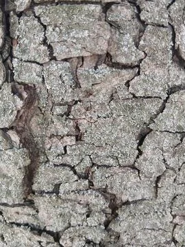 Tree bark texture background with deep cracks close up Stock Photos