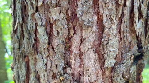 Tree bark texture background Stock Footage 248095186