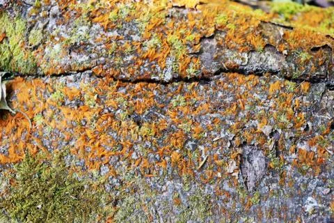 Tree bark texture background. - Image a tree of Thailand. Stock Photos