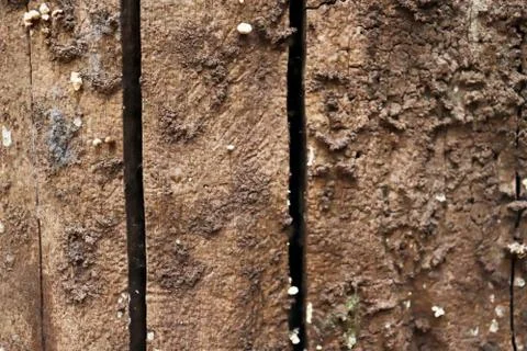 Tree bark texture background. - Image a tree of Thailand. Stock Photos