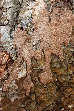 Tree bark texture background. - Image a tree of Thailand. Stock Photos