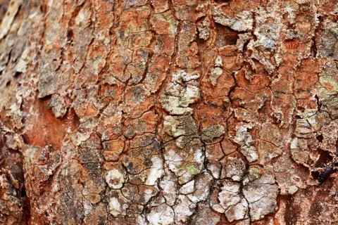 Tree bark texture background. - Image a tree of Thailand. Stock Photos