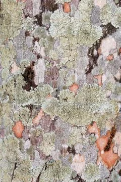 Tree bark texture background. - Image a tree of Thailand. Stock Photos