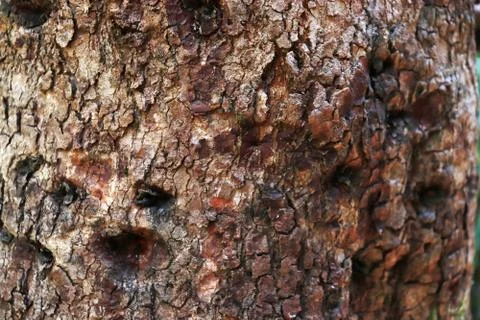 Tree bark texture background. - Image a tree of Thailand. Foto stock