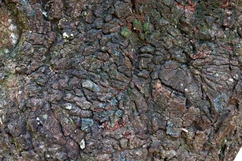 Tree bark texture background. - Image a tree of Thailand. Stock Photos
