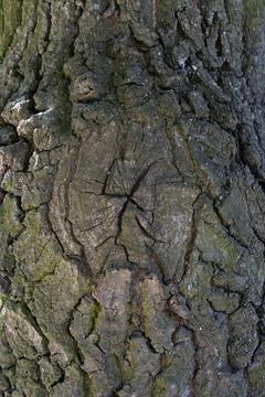 Tree bark texture background with natural knot pattern and organic cracks Stock Photos