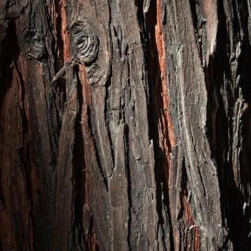 Tree bark texture background Stock Photos