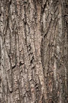 Tree bark texture background Stock Photos