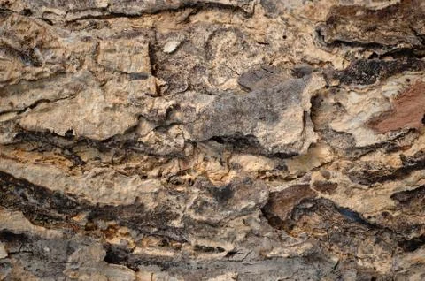 Tree bark texture background Stock Photos