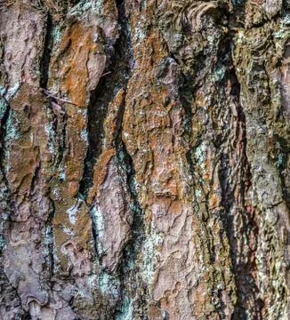 Tree bark texture background Stock Photos