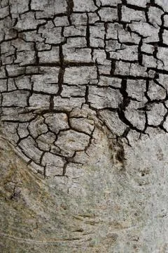 Tree bark texture background Stock Photos