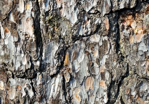 Tree bark texture background Stock Photos