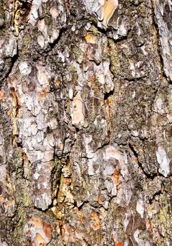 Tree bark texture background Stock Photos