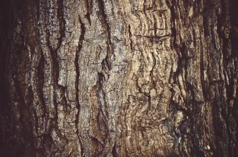 Tree bark texture background. Stock Photos